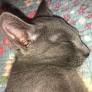 도리도리펫샵 | 고양이 귀 진드기 병원진료 후기