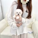 블링퍼피 | 아이블링퍼피 미니비숑 분양후기