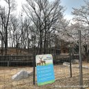 꽃사슴어린이공원 | 서울 4월 벚꽃놀이 가볼만한 곳_북서울 꿈의숲 (서울 아이와 가볼만한곳, 데이트장소 추천)