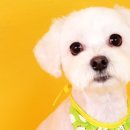 라미펫살롱 이미지