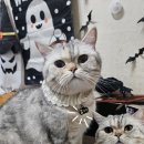 동물을사랑하는사람들 | 소중한 반려동물을 지키는 인식표🐈pet_surgical_necklace