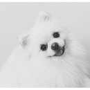 강씨네사진관 이미지