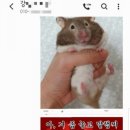 새뜸떡집