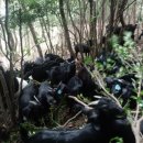 향림동산(흑염소농장) 이미지