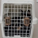 하울팟 케어클럽(분당서현점) 이미지