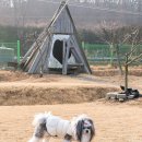 반려식탁 이미지