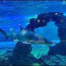 오후애월 이미지