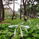 지천솔밭 이미지