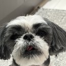 계절엔 동물의료센터 | [수원 당신의동물의료센터]노령견 시츄 아토피 진료와 외부기생충 약 처방 후기