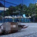 소셜코리아 이미지