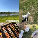 만타스시31 명지점 | [화명동 피크닉] 5월 가정의 달, 강아지랑 화명생태공원 나들이 (feat. 만타스시 &amp; 카페 93.5도씨)