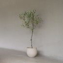 올리브나무 | 올리브나무 올리브 열매 수정 품종 구매 후기와 재배 팁 대공개!