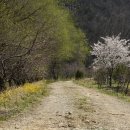 정선 삼시세끼 촬영지에서.. ( 2021.04.10 ) 이미지