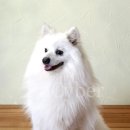 멋진강아지 이미지