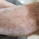 요크독애견샵 이미지