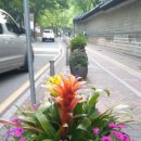정동길에 화병/2016년 6월 16일 저녁 7시/정동제일감리교회 앞 이미지
