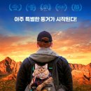 힐링캣 이미지