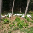 양평목장 이미지