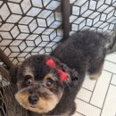 아롱애견미용실 이미지