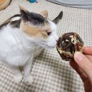 아기고양이 캣닢