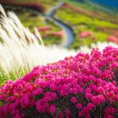 평원애견 | 황매산 등산코스 추천 / 황매산 정상주차장. 등산지도 보기