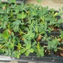 금촌농약사 이미지