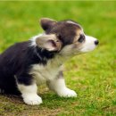 스누피 애견 이미지