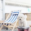 달콤한댕 이미지