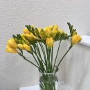 솔밭농장 | 울산 남창 봄 분위기 전환, 후리지아 꽃으로 가게 분위기 바꾸기 | 뷰티샵 바비브로우 원장 일상