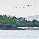 대숲사이 이미지