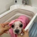 사르르몽몽 이미지