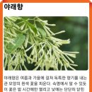 야래향 이미지