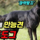 도그똑똑