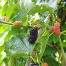 석모삼거리 이미지