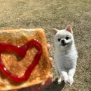 핑코하우스 이미지