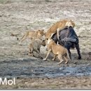 버팔로