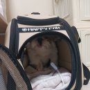 플러스동물병원 이미지