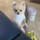 아이누리유치원 | 대전애견미용잘하는곳 츄펫살롱❤️ 포메미용 (서구용문동)