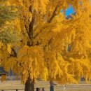 소나무회관 | 경남 창녕 은행나무 명소 신당새마을회관 탐하리 은행나무숲 실시간 가을 여행 추천