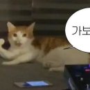 아니 - 강남구 삼성로145길 11-6 | 아니