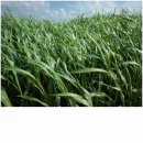 천북농장 이미지