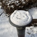 댕댕파티 이미지