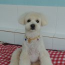 멍이가 웃통벗는날 이미지