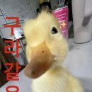 TAXI2택시 | Uber taxi 우버 택시 후기 + 추천