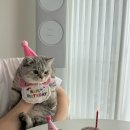 소담하개 이미지