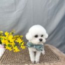 댕시티 이미지