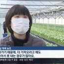 깻잎 매출 사상최고 또 경신…‘인구 5만’ 금산의 희망 이미지