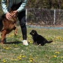 아마존애견사 이미지