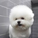 카페거리 동물병원 동행 이미지