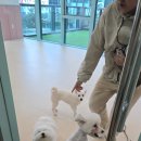 까페 아지트 | 문정동 반려견카페 아지트댕댕 방문후기